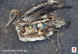 Conservación de las Aves: si usted no lo recoge, ellos lo harán